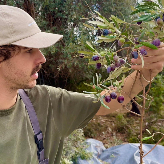 "Menschen bei der traditionellen Olivenernte inmitten eines sonnigen Olivenhains. Dieses Bild vermittelt die Hingabe und Handarbeit, die in die Herstellung von hochwertigem, extra nativem Olivenöl einfließen
